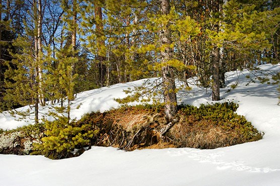 snowy forest